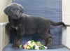 Labrador Retriever Mix For Sale Fredericksburg, OH Male- Colten