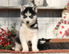 AKC Registered Siberian Husky For Sale Millersburg, OH Female- Susie