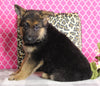 AKC Registered German Shepherd For Sale Millersburg OH Female-Beauty