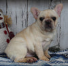 AKC Registered French Bulldog For Sale Millersburg OH Female-Snowy