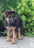 AKC Registered German Shepherd For Sale Millersburg OH Male-Nicholas
