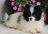 ACA Registered Pomeranian For Sale Millersburg OH-Male Jordan
