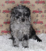 F1B Cavapoo For Sale Sugarcreek OH Male-Mickie