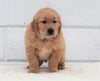 AKC Registered Golden Retriever For Sale Millersburg, OH Male- Knight