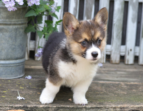 AKC Registered Pembroke Welsh Corgi For Sale Millersburg, OH Female- Trixie