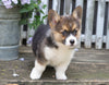 AKC Registered Pembroke Welsh Corgi For Sale Millersburg, OH Female- Trixie