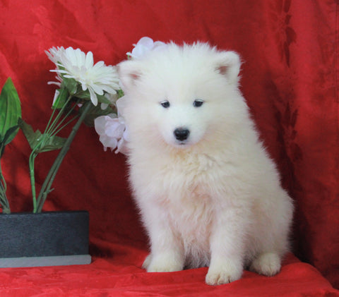 AKC Registered Samoyed For Sale Danville, OH Male- Felix