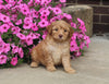 F1B Mini Aussiedoodle For Sale Applecreek OH Male-Flint
