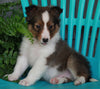 ACA Registered Shetland Sheep Dog For Sale Baltic OH-Male Lee