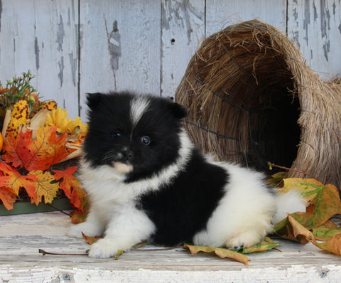 ACA Registered Pomeranian For Sale Millersburg OH Female-Oreo