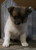 Pomeranian Mix For Sale Millersburg OH Male-Andre'