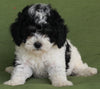 Mini Aussiedoodle For Sale Fredericksburg OH-Female Arabella