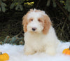 F1BB Mini Labradoodle For Sale Millersburg OH Male-Elliot