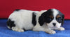 AKC Registered Cavalier For Sale Millersburg OH Female-Hazel