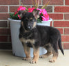 AKC Registered German Shepherd For Sale Millersburg OH Female-Megan