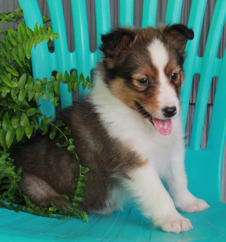 ACA Registered Shetland Sheep Dog For Sale Baltic OH-Male Lee