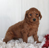 Goldendoodle For Sale Fredericksburg OH Female-Princess