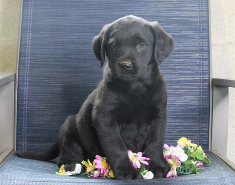 Labrador Retriever Mix For Sale Fredericksburg, OH Female- Chloe