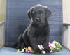 Labrador Retriever Mix For Sale Fredericksburg, OH Female- Chloe