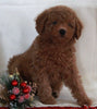 Bichpoo For Sale Fredericksburg OH Male-Rambo