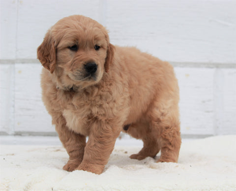 AKC Registered Golden Retriever For Sale Millersburg, OH Male- Knight