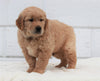 AKC Registered Golden Retriever For Sale Millersburg, OH Male- Knight