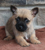 AKC Registered Cairn Terrier For Sale Millersburg OH Female-Stella