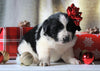 AKC Registered Newfoundland For Sale Millersburg, OH Male- Teddy