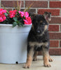 AKC Registered German Shepherd For Sale Millersburg OH Female-Megan