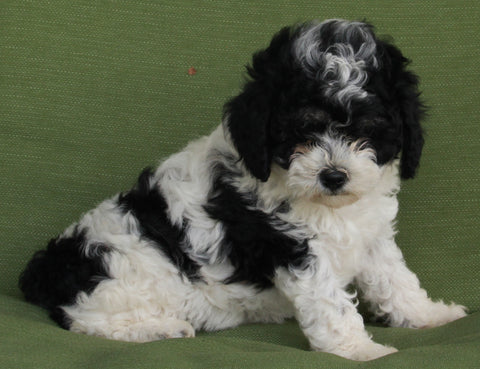 Mini Aussiedoodle For Sale Fredericksburg OH-Female Arabella