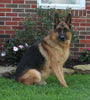 AKC Registered German Shepherd For Sale Millersburg OH Male-Bruno Von Abba