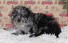 F1B Cavapoo For Sale Sugarcreek OH Male-Mickie