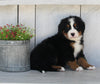 AKC Registered Bernese Mountain Dog For Sale Millersburg OH Female-Charlette