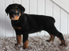 AKC Registered Rottweiler For Sale Sugarcreek OH Male-Diamond