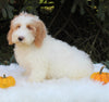 F1BB Mini Labradoodle For Sale Millersburg OH Male-Elliot