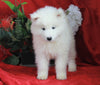 AKC Registered Samoyed For Sale Danville, OH Female- Hayley