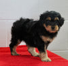 Mini Aussiedoodle For Sale Sugarcreek OH Male-Snickers