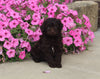 F1B Mini Aussiedoodle For Sale Applecreek OH Female-Fluffy