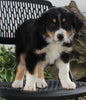 Australian Shepherd For Sale Sugarcreek OH Male-Ranger