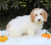 F1BB Mini Labradoodle For Sale Millersburg OH Male-Elliot