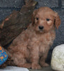 Standard Goldendoodle For Sale Fresno OH Male-Dasher