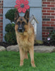 AKC Registered German Shepherd For Sale Millersburg OH Male-Bruno Von Abba