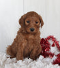 Goldendoodle For Sale Fredericksburg OH Female-Princess