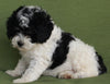 Mini Aussiedoodle For Sale Fredericksburg OH-Female Arabella