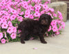 F1B Mini Aussiedoodle For Sale Applecreek OH Female-Fluffy
