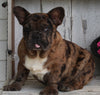 AKC Registered French Bulldog For Sale Millersburg OH -Male Baxter