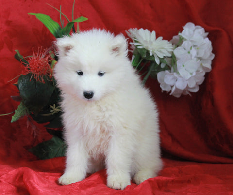 AKC Registered Samoyed For Sale Danville, OH Female- Hayley