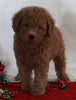 Bichpoo For Sale Fredericksburg OH Male-Rambo