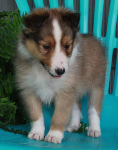 ACA Registered Shetland Sheep Dog For Sale Baltic OH-Female Lisa