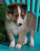 ACA Registered Shetland Sheep Dog For Sale Baltic OH-Female Lisa